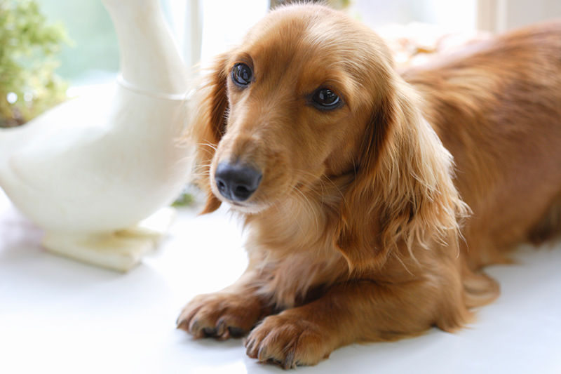 ワンちゃんの健康を維持するために必要なことは?そのための費用は?