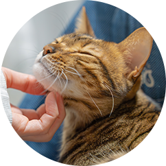 初めてご来院の飼い主様へ