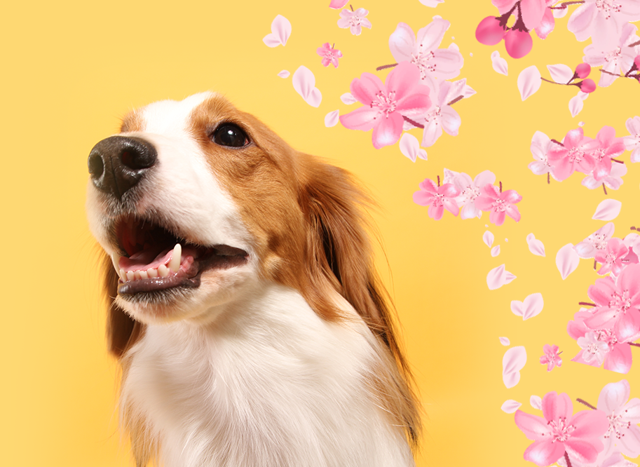 大切な健康を守るために。予防と歯科をまとめて考えませんか?