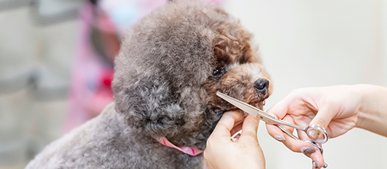 年齢制限のない動物病院のトリミング
