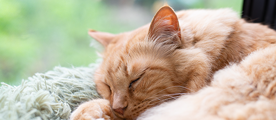 安心・安全の院内ペットホテル